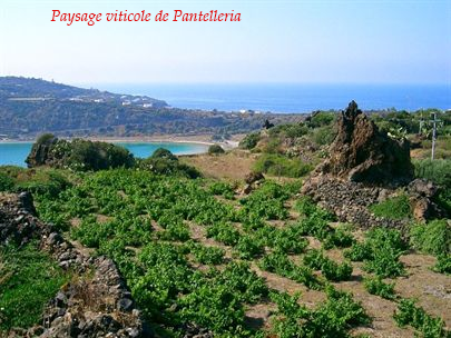 Vignobles de Pantelleria